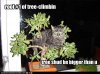 funny-pictures-cat-climbs-a-small-tree.jpg