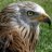 Red Kite